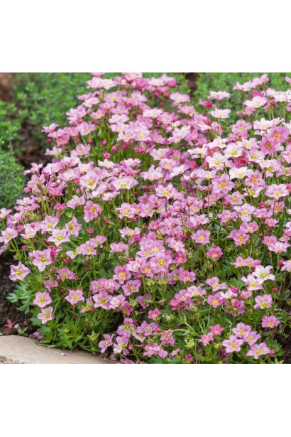 Камнеломка Marto Rose